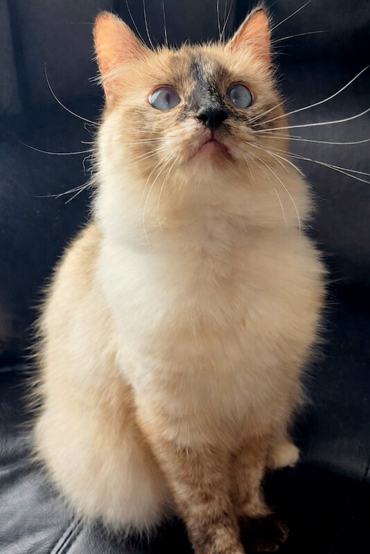 Ragdoll kittens for sale in Torquay, Devon – 2 years old