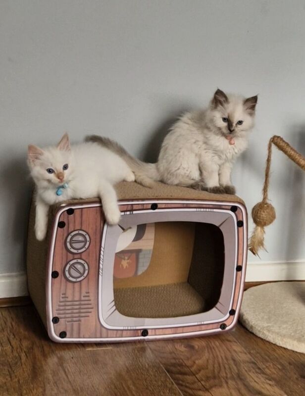 Ragdoll kittens for sale in Weston-super-Mare, Somerset – 8 weeks old