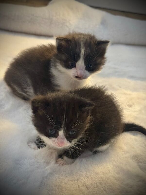 Beautiful fluffy half ragdoll kittens for sale in Derby, Derbyshire