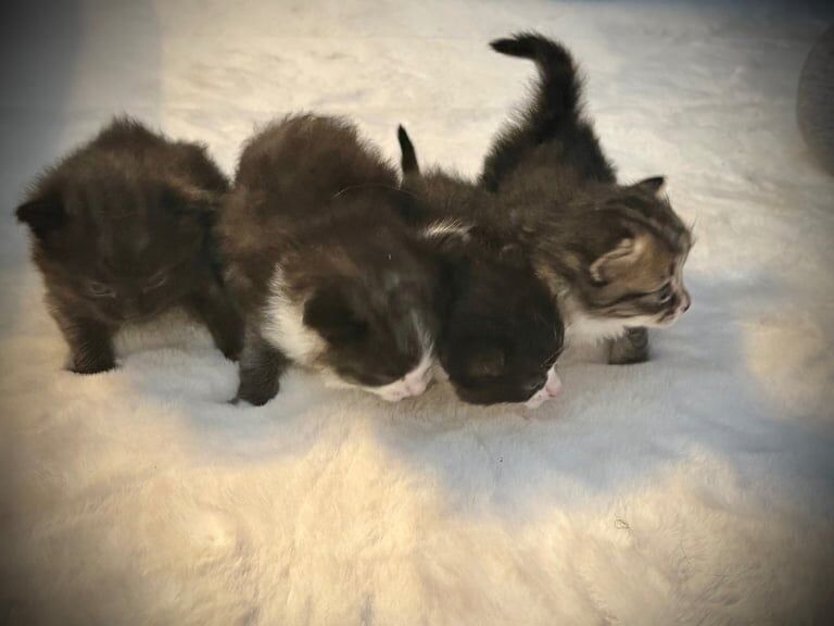 Beautiful fluffy half ragdoll kittens for sale in Derby, Derbyshire | Image 2