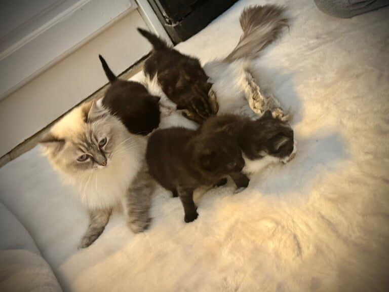 Beautiful fluffy half ragdoll kittens for sale in Derby, Derbyshire | Image 3