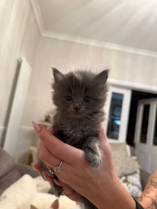 Ragdoll kittens for sale in Newark, Cambridgeshire β 5 weeks old