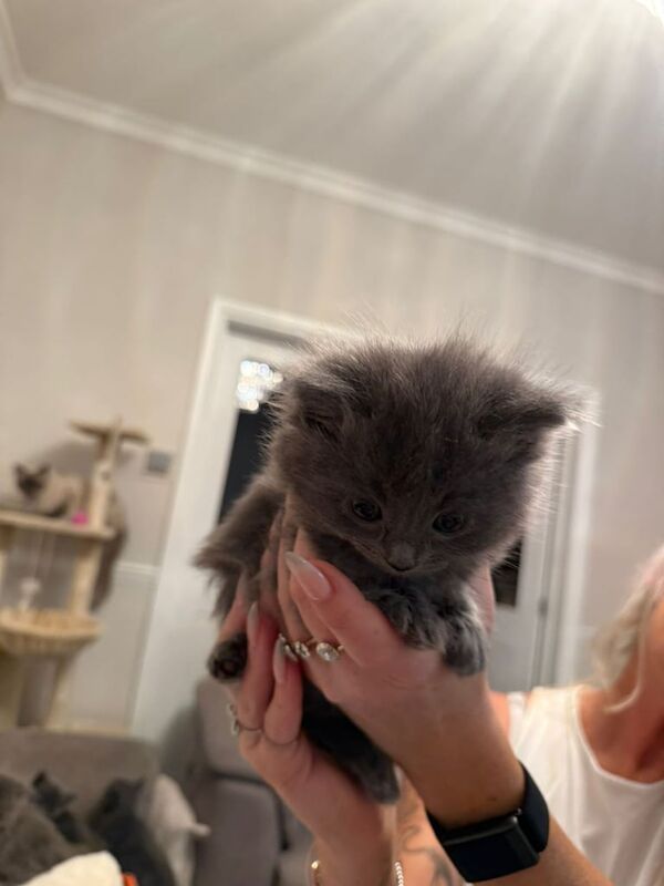 Ragdoll kittens for sale in Newark, Cambridgeshire – 5 weeks old - Image 2 of 5