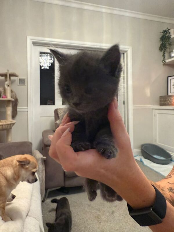 Ragdoll kittens for sale in Newark, Cambridgeshire – 5 weeks old - Image 3 of 5