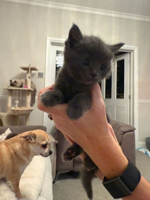 Ragdoll kittens for sale in Newark, Cambridgeshire – 5 weeks old - Image 4 of 5