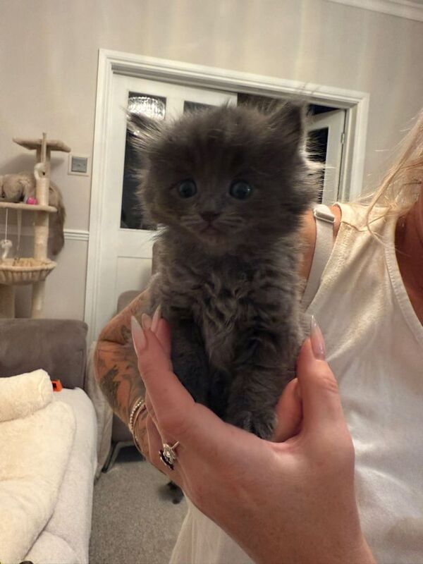 Ragdoll kittens for sale in Newark, Cambridgeshire – 5 weeks old - Image 5 of 5