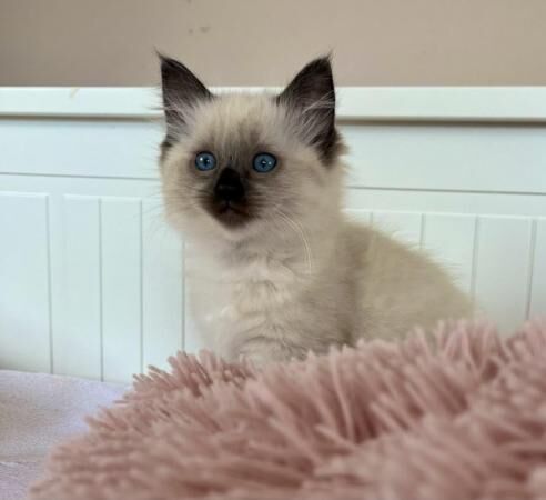 Beautiful GCCF Ragdoll Kittens for sale in Middleton One Row, County Durham