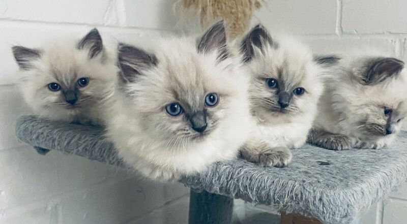 Beautiful GCCF registered ragdoll kittens. for sale in Irthlingborough, Northamptonshire