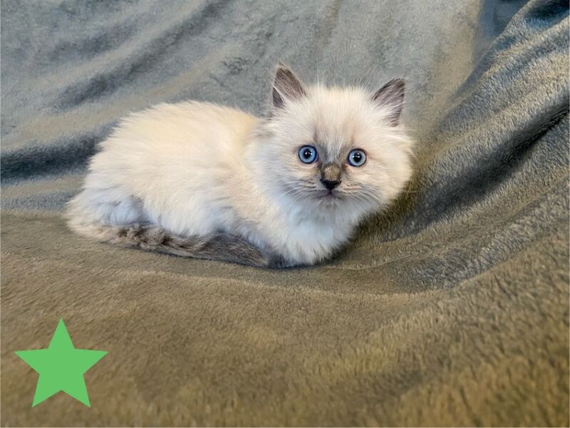 Beautiful GCCF registered ragdoll kittens. for sale in Irthlingborough, Northamptonshire | Image 2