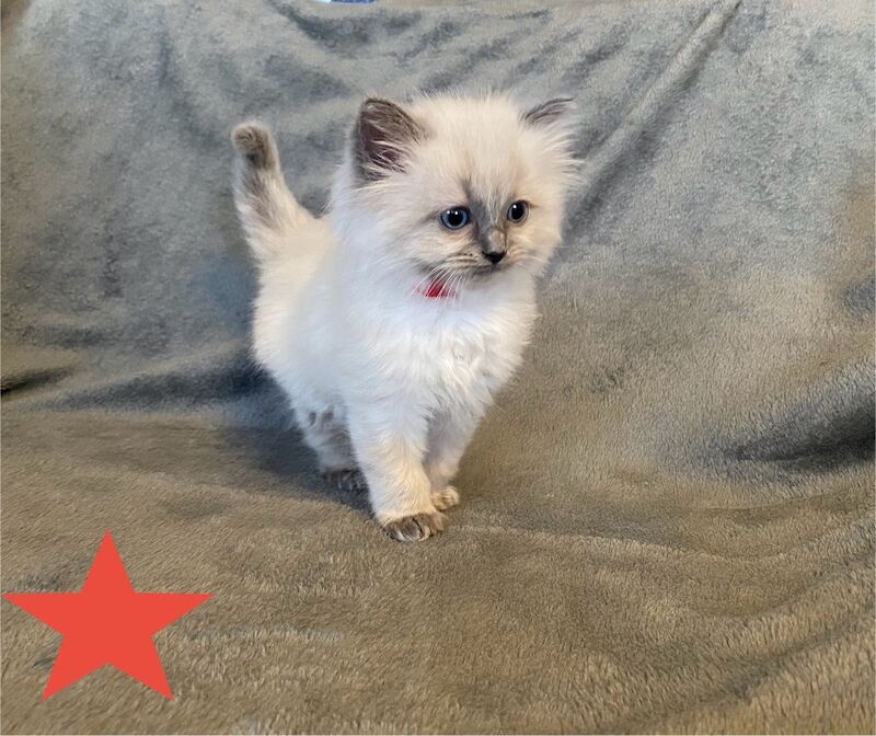 Beautiful GCCF registered ragdoll kittens. for sale in Irthlingborough, Northamptonshire | Image 3