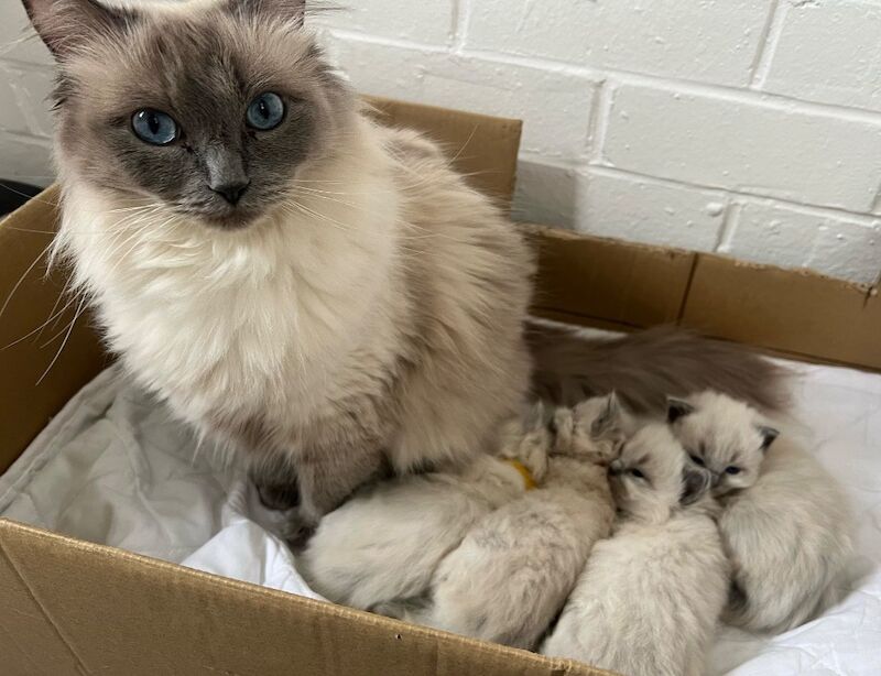 Beautiful GCCF registered ragdoll kittens. for sale in Irthlingborough, Northamptonshire | Image 4