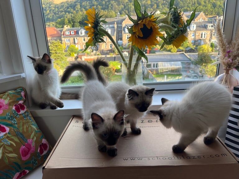 Ragdoll kittens for sale in Burntisland, Fife – 3 months old