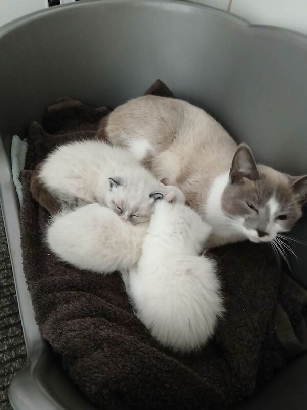 Beautiful kittens