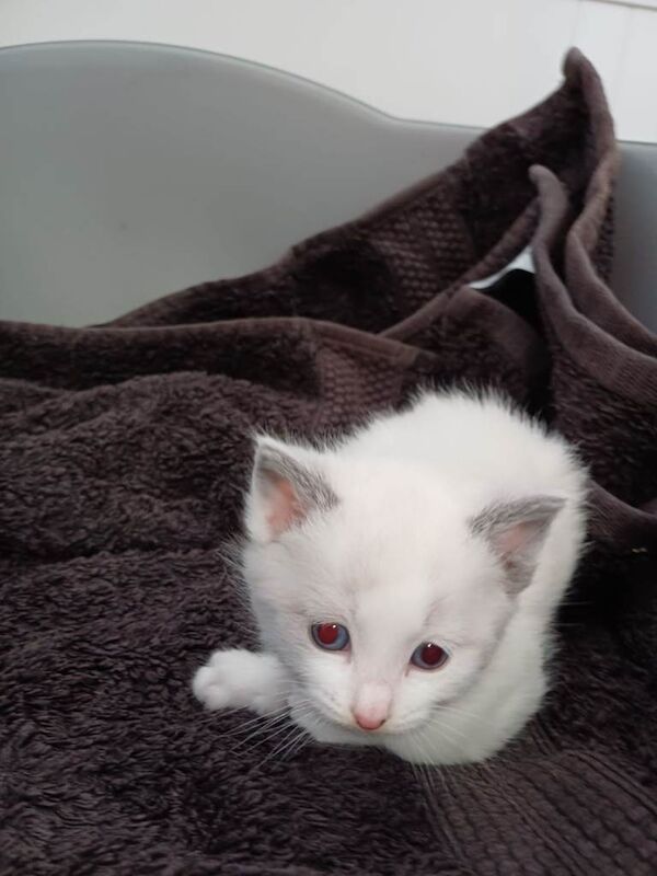Beautiful kittens - Image 2 of 3