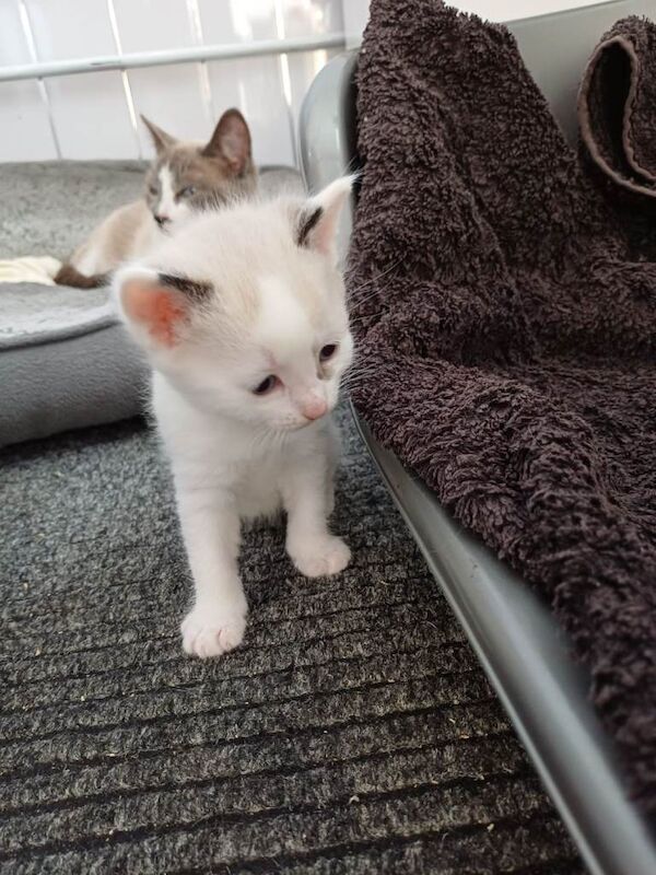 Beautiful kittens - Image 3 of 3