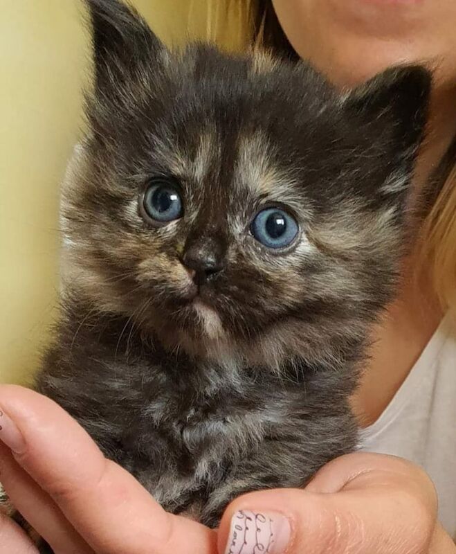 Ragdoll kittens for sale in Milton Keynes, Buckinghamshire – 8 weeks old