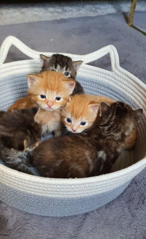 Ragdoll kittens for sale in Milton Keynes, Buckinghamshire – 8 weeks old - Image 2 of 3