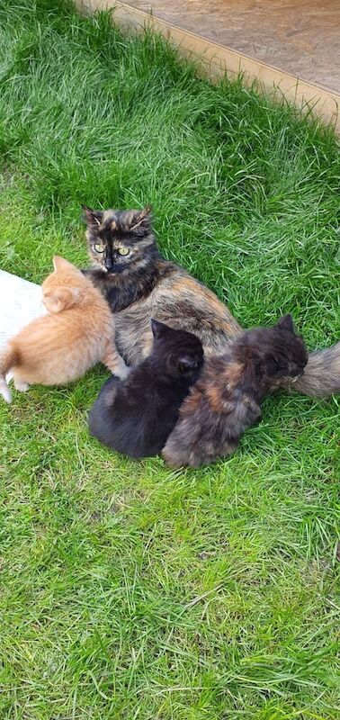 Ragdoll kittens for sale in Milton Keynes, Buckinghamshire – 8 weeks old - Image 3 of 3