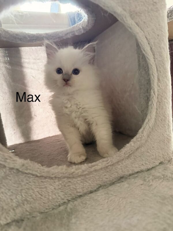 Beautiful lilac point male ragdolls