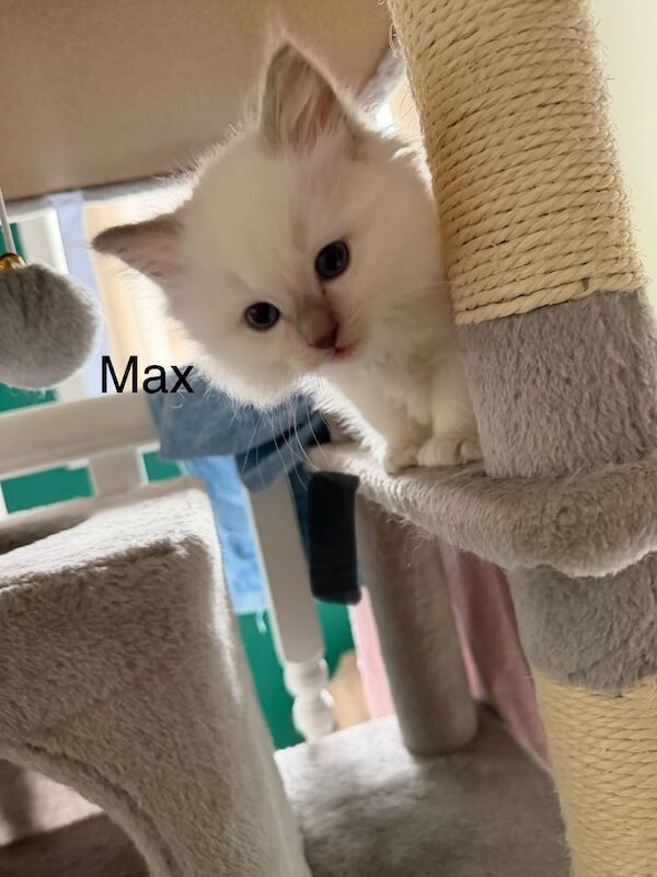 Beautiful lilac point male ragdolls - Image 2 of 10