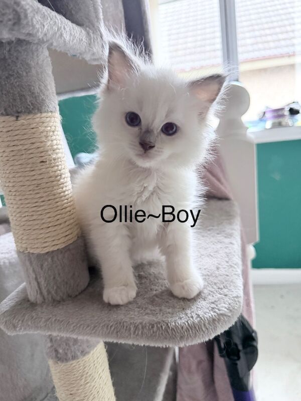 Beautiful lilac point male ragdolls - Image 6 of 10
