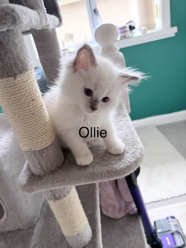 Beautiful lilac point male ragdolls - Image 7 of 10