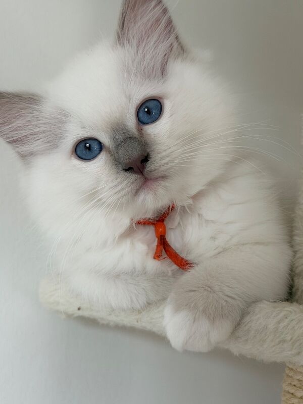 Beautiful lilac point male ragdolls - Image 8 of 10