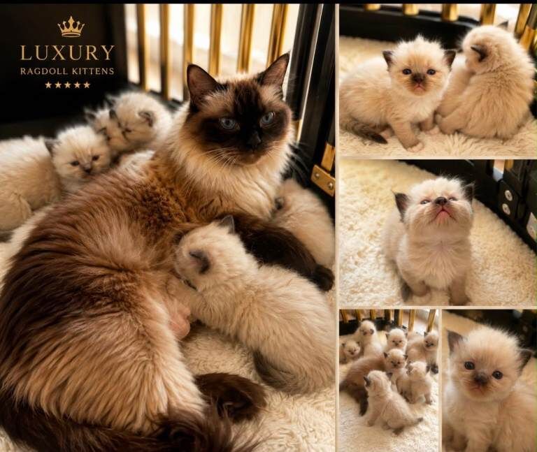 Beautiful Luxury Ragdoll Kittens