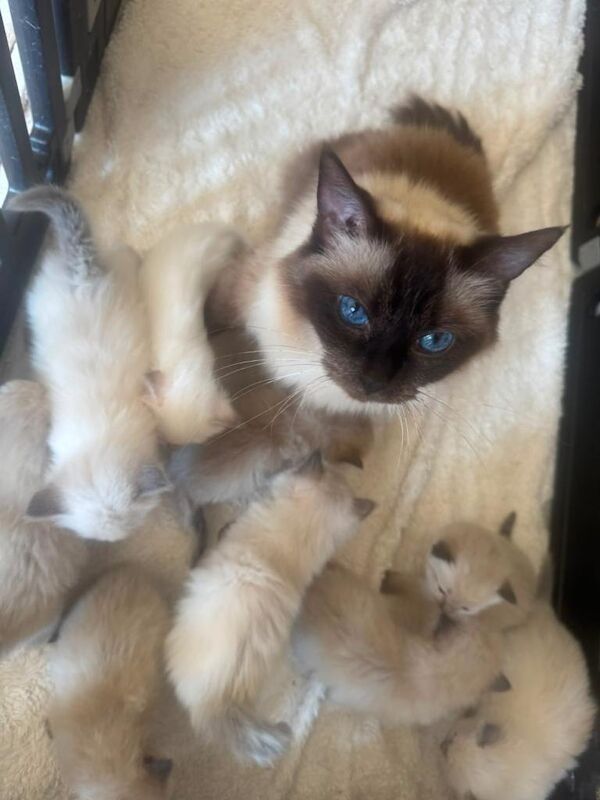 Beautiful Luxury Ragdoll Kittens - Image 2 of 6