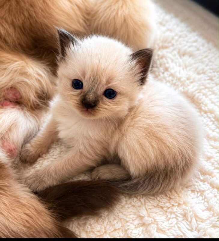 Beautiful Luxury Ragdoll Kittens - Image 3 of 6