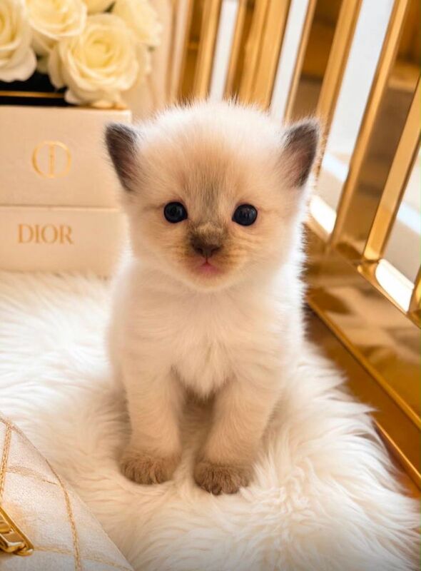 Beautiful Luxury Ragdoll Kittens - Image 4 of 6