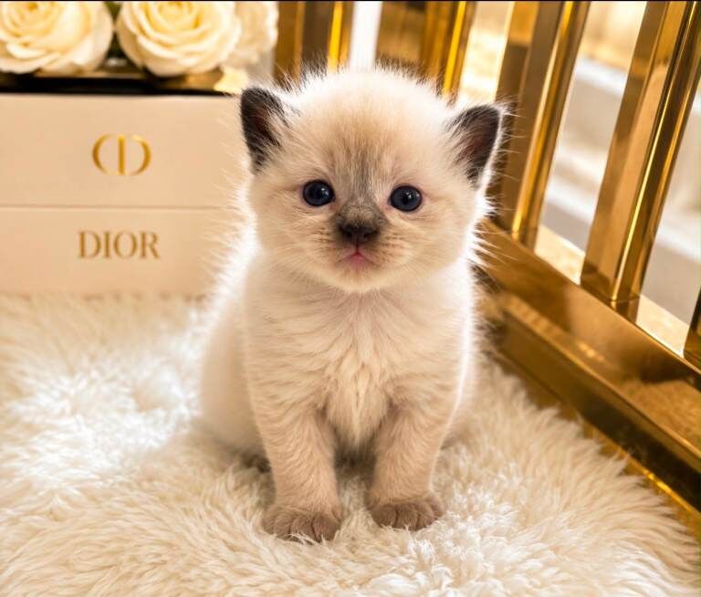 Beautiful Luxury Ragdoll Kittens - Image 5 of 6