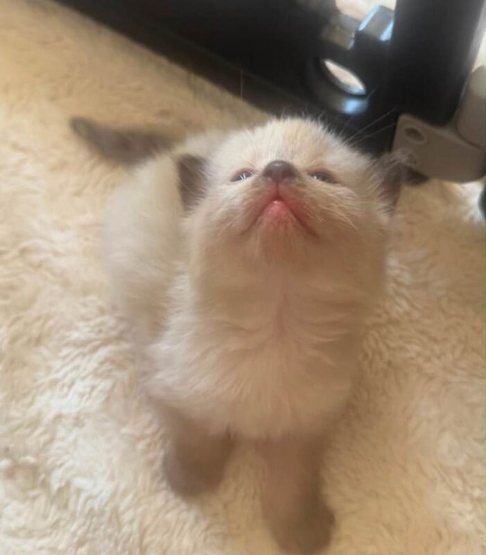 Beautiful Luxury Ragdoll Kittens - Image 6 of 6