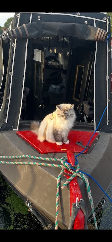 Beautiful male 1 year old ragdoll