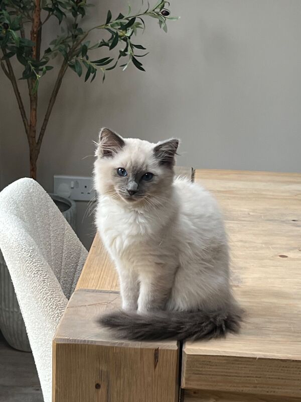 Beautiful male kitten for sale