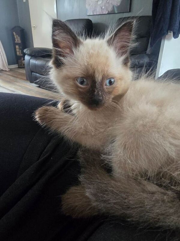 Beautiful male ragdoll kitten