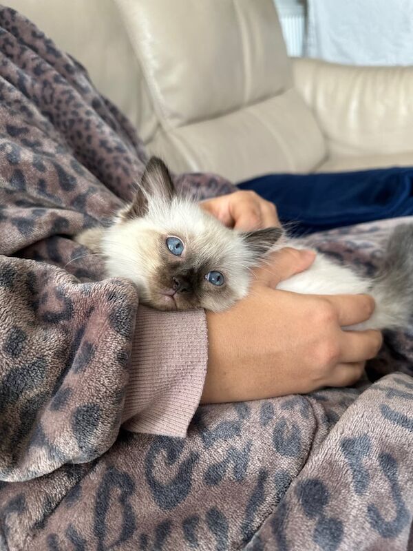 Ragdoll kittens for sale in Slough, Berkshire – 8 weeks old