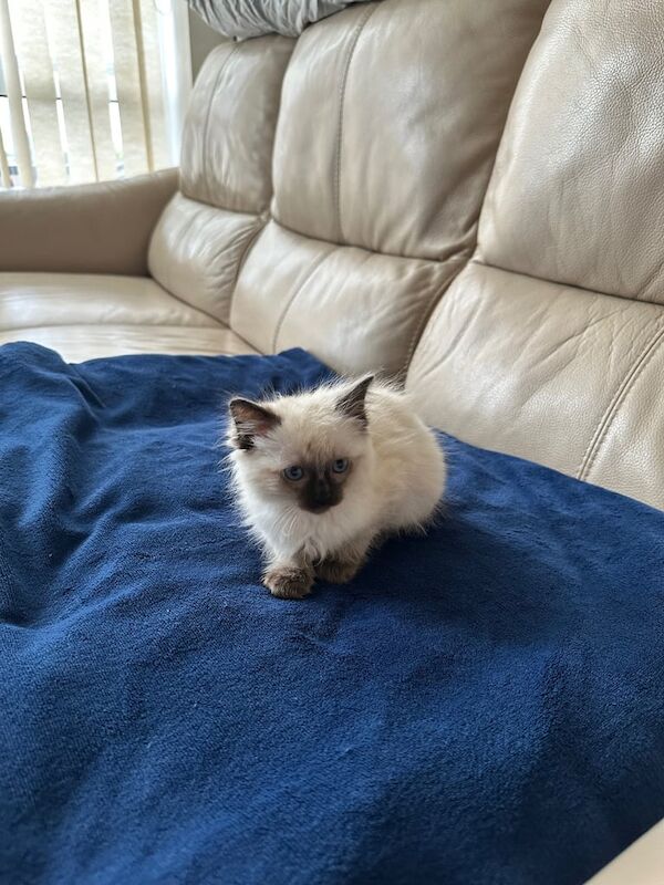 Ragdoll kittens for sale in Slough, Berkshire – 8 weeks old - Image 2 of 3