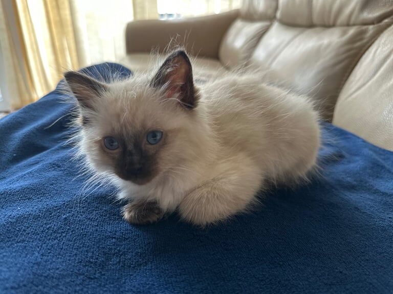 Ragdoll kittens for sale in Slough, Berkshire – 8 weeks old - Image 3 of 3