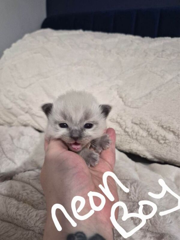 Ragdoll Kittens For Sale