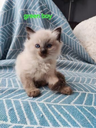 Beautiful male sealpoint ragdoll ready to leave for sale in Bolton, Greater Manchester