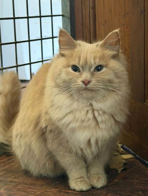 Ragdoll kittens for sale in Beith, North Ayrshire – 4 months old