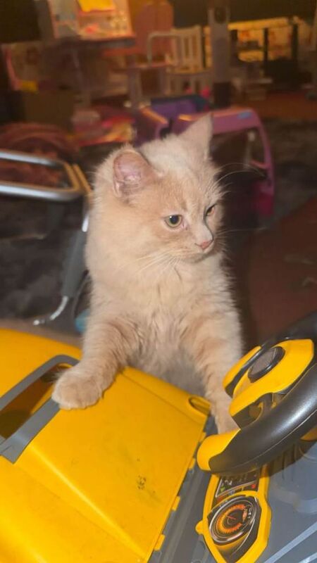 Ragdoll kittens for sale in Beith, North Ayrshire – 4 months old - Image 2 of 6