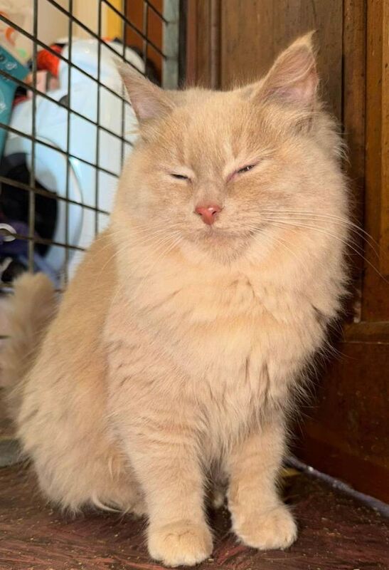 Ragdoll kittens for sale in Beith, North Ayrshire – 4 months old - Image 5 of 6
