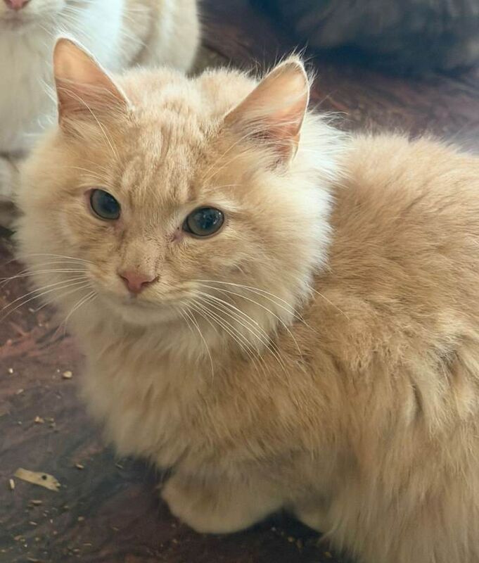 Ragdoll kittens for sale in Beith, North Ayrshire – 4 months old - Image 6 of 6