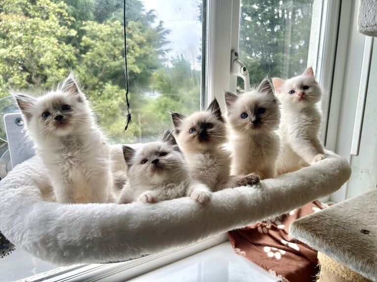 Ragdoll kittens for sale in Llantwit Major / Llanilltud Fawr, South Glamorgan – 8 weeks old