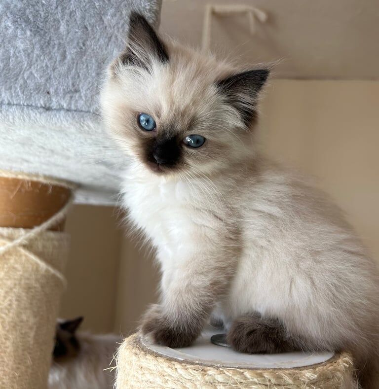 Ragdoll kittens for sale in Llantwit Major / Llanilltud Fawr, South Glamorgan – 8 weeks old - Image 2 of 3