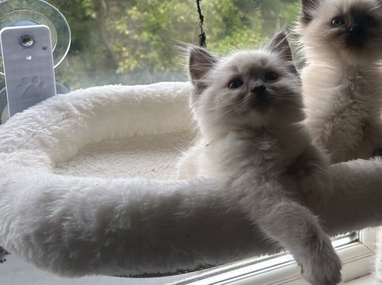 Ragdoll kittens for sale in Llantwit Major / Llanilltud Fawr, South Glamorgan – 8 weeks old - Image 3 of 3