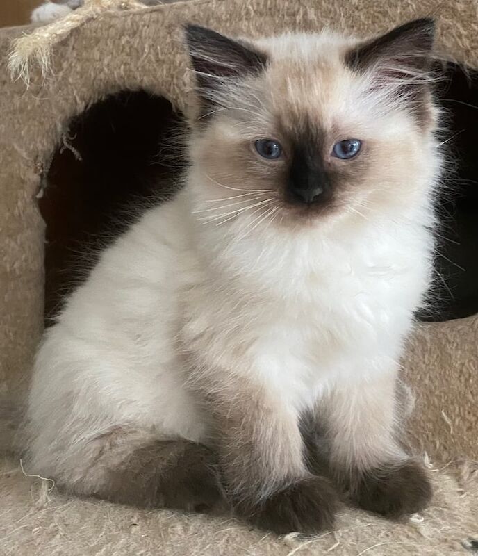 Beautiful Pedigree GCCF Registered Ragdoll Kittens for sale in Salisbury, Wiltshire