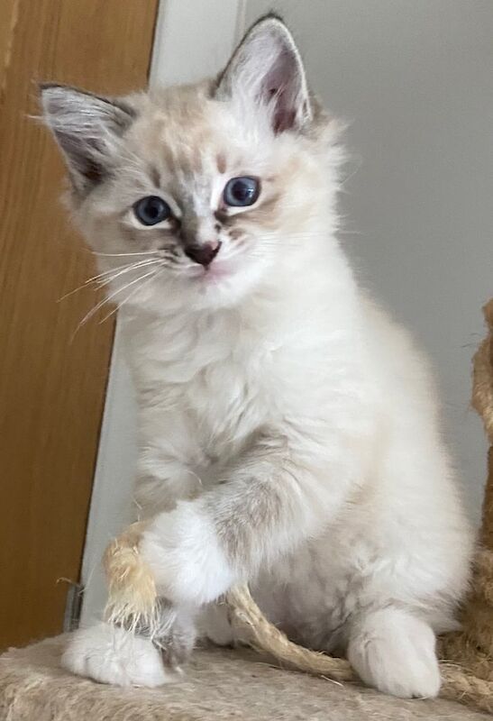 Beautiful Pedigree GCCF Registered Ragdoll Kittens for sale in Salisbury, Wiltshire | Image 2